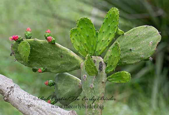 Opuntia cochenillifera  COCHINEAL NOPAL CACTUS 6039516z