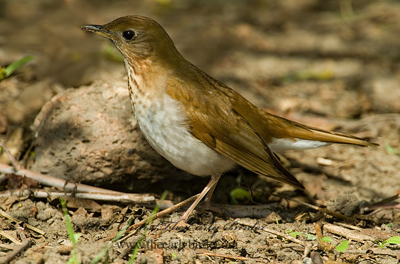 Catharus fuscescens  VEERY 4000198 z