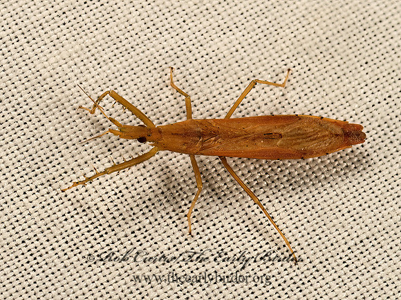 Pnirontis modesta~  ASSASSIN BUG 9048369z