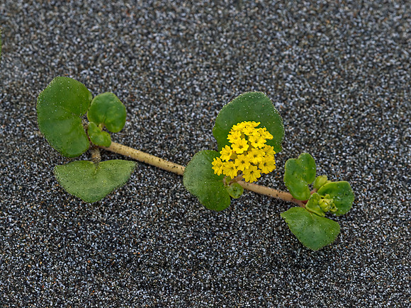 Abronia latifolia  COASTAL SAND VERBENA 9059151z