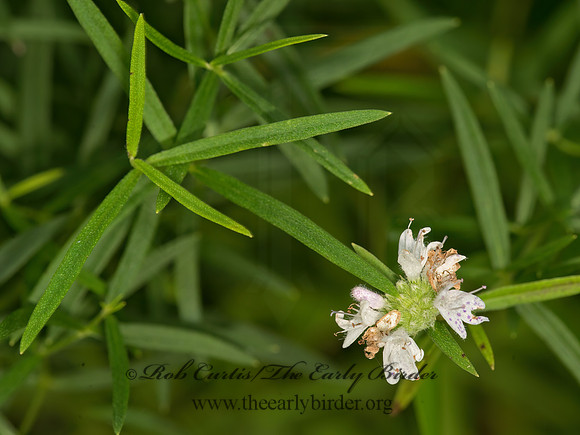 Pycnanthemum tenuifolium  COMMON HORSEMINT 9040992z