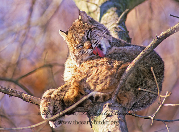 Lynx rufus  BOBCAT 212921z