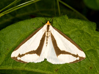 Haploa lecontei LECONTE'S HAPLOA 8014897z