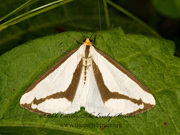 Haploa lecontei LECONTE'S HAPLOA 8014897z