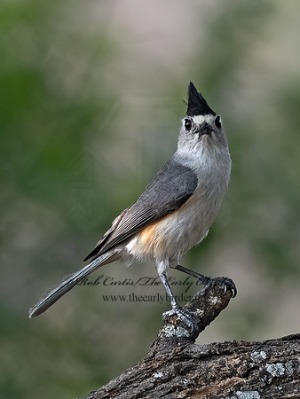 Baeolophus atricristatus  BLACK-CRESTED TITMOUSE 3032749z