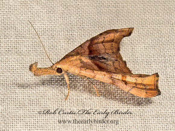 Palthis angularis  DARK-SPOTTED PALTHIS 9049834z