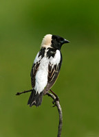 Dolichonyx oryzivorus BOBOLINK 3008336z