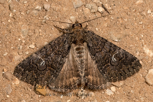 Heteranassa mima  OWLET MOTH 3032087z