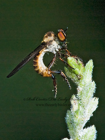 Holcocephala TRIGONOMINAE ROBBER FLY 5013575z