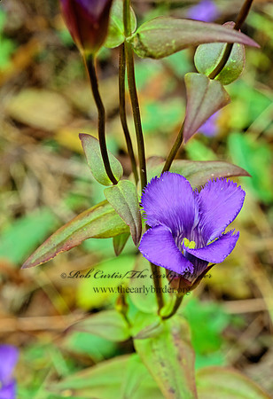 Gentiana crinita  FRINGED GENTIAN 157604z