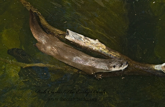 Lontra canadensis  RIVER OTTER 5005452 z