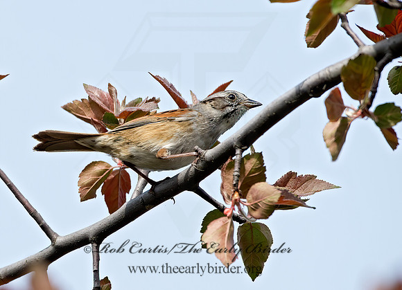 Melospiza georgiana  SWAMP SPARROW 9043007z
