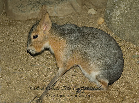 Dolichotis patagonum  PATAGONIAN CAVY 5017274 Dolichotis patagonum z