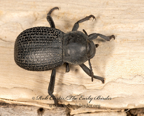 Cryptoglossa infausta  DEATH-FEIGNING BEETLE 3033337z