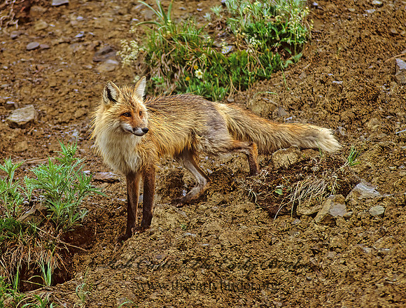Vulpes vulpes  RED FOX 241018z