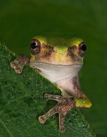 Dryphytes versicolor  GRAY TREEFROG 8007608 z