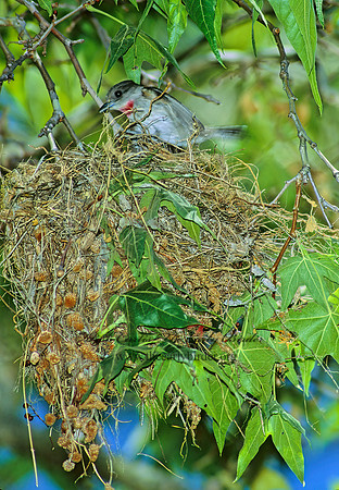 Pachyramphus aglaiae  ROSE-THROATED BECARD 95007z