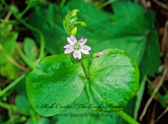 Claytonia sibirica~  PINK PURSLAN 130603z