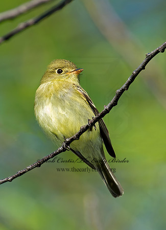Empidonax flaviventris  YELLOW-BELLIED FLYCATCHER 9011483z