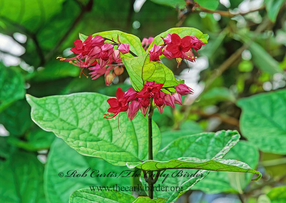 Chlorodendrum speciosum  JAVA GLORY BEAN 248021z