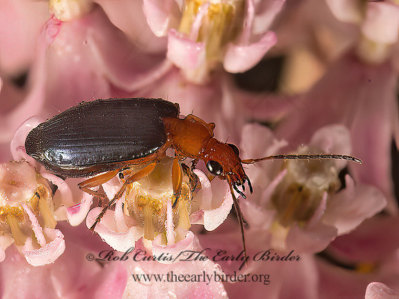 Lebia atriventris 9049533z