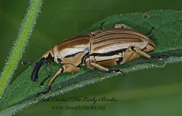 Sphenophorus aequalis 6014042z