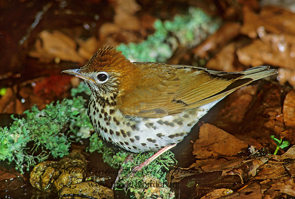 Hylocichla mustelina WOOD THRUSH 191722z