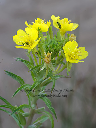 Oenothera biennis  COMMON EVENING PRIMROSE 9040411z