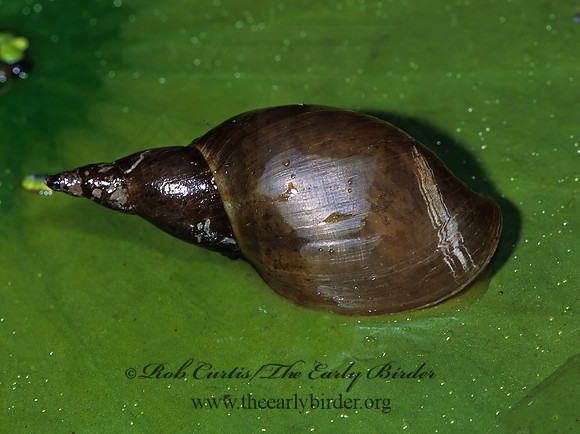Lymnaea stagnailis LYMANEID SNAIL 1285433z