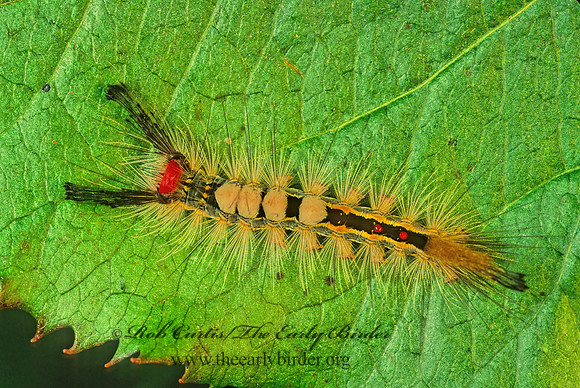 Orgyia leucostigma WHITE-MARKED TUSSOCK MOTH  178923z.tif