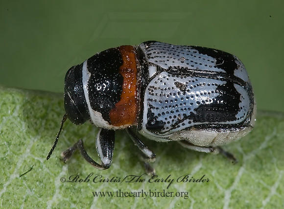Griburius montezuma  CASEBEARER LEAF BEETLE 6024756z