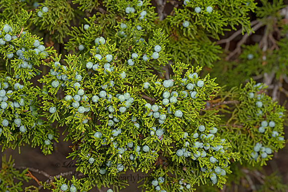 Juniperus ashei  ASHE JUNIPER 3035754-z