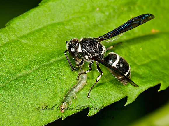 Euodynerus schwarzi  MASON WASP 3013240z