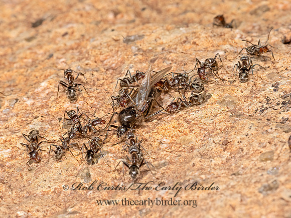 Liometopum apiculatum  VELVETY TREE ANT 3038719z