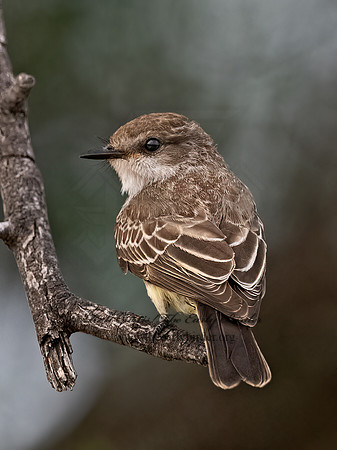 Pyrocephalus rubinus  VERMILION FLYCATCHER 3039476Z