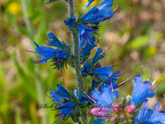 Echium vulgare  VIPER'S BUGLOSS 3014051z