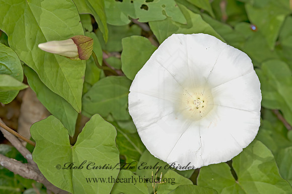 Calystegia sepium  HEDGE BINDWEED 9059488z
