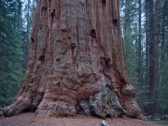 Sequoiadendron giganteum  GIANT SEQUOIA 9058151z