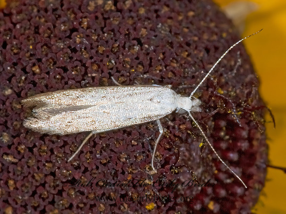Gelechiidae 6009657z