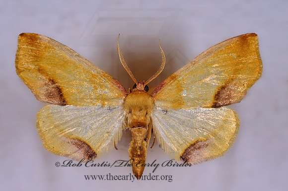 Plagodis serinaria LEMON PLAGODIS 294420z