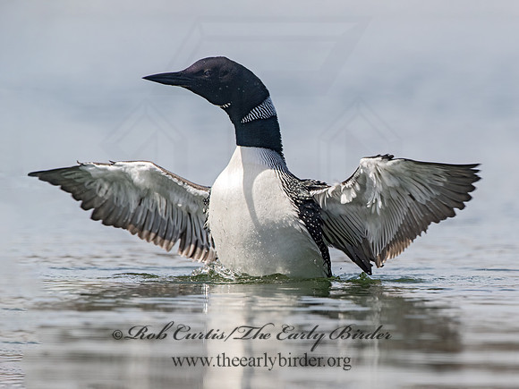 Gavia immer  COMMON LOON 9067897-z