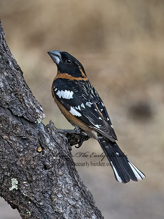 Pheucticus melanocephalus  BLACK-HEADED GROSBEAK 3038117z