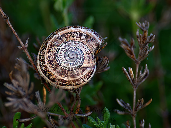 Otala lactea  MILK SNAIL 9057279z