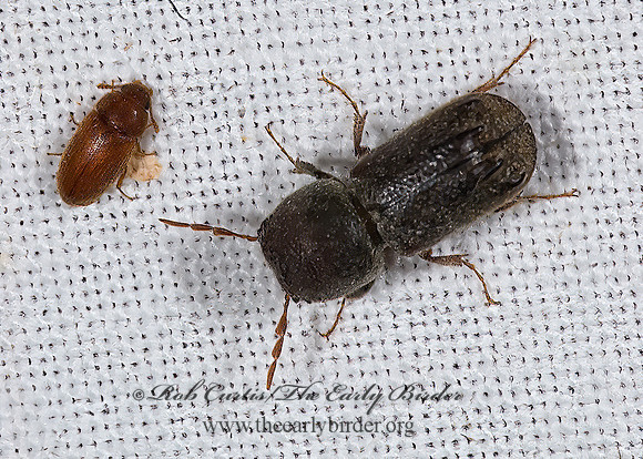 Dendrobiella aspera  HORNED POWDER POST BEETLE 6025076z