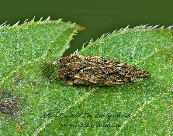 Pachypsylla celtidismamma grp  HACKBERRY PSYLLID 5002895z
