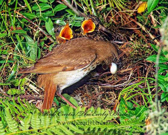 Catharus guttatus  HERMIT THRUSH 177323z