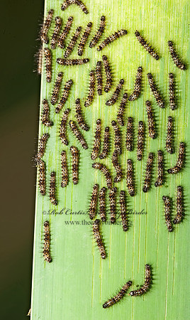Acronicta insularis  CATTAIL CATERPILLAR MOTH 8026395z