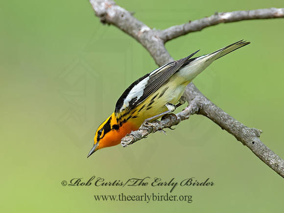 Setophaga fusca  BLACKBURNIAN WARBLER 9010728z
