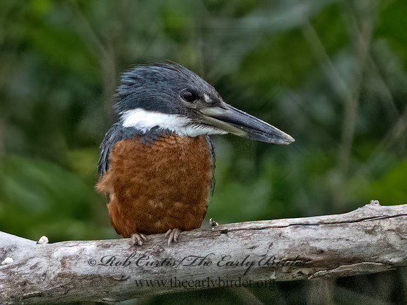 Ceryle torquata  RINGED KINGFISHER 3036086z