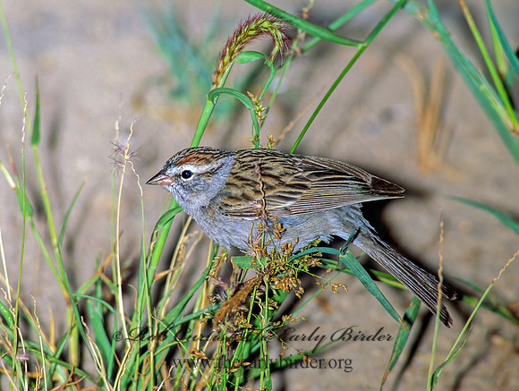 Spizella passerina  CHIPPING SPARROW 91709z